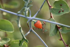 Corallocarpus epigaeus